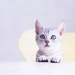 �����J���E�ǎ�